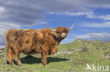 Highland Cow (Bos domesticus)