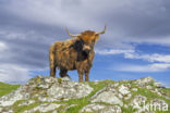 Highland Cow (Bos domesticus)