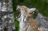 Euraziatische lynx (Lynx lynx)