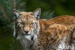 Euraziatische lynx (Lynx lynx)