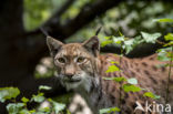 Euraziatische lynx (Lynx lynx)