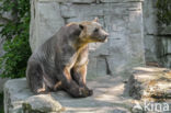 grizzly polar bear hybrid (Ursus maritimus × Ursus arctos)