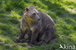 grizzly polar bear hybrid (Ursus maritimus × Ursus arctos)