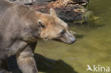 grizzly polar bear hybrid (Ursus maritimus × Ursus arctos)