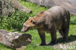 grizzly polar bear hybrid (Ursus maritimus × Ursus arctos)