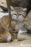 sand cat (Felis margarita)