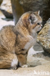 sand cat (Felis margarita)