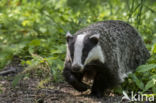 Badger (Meles meles)