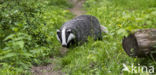 Badger (Meles meles)