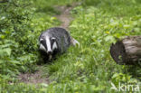 Badger (Meles meles)