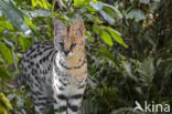 Serval (Felis serval)