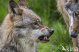 Grey Wolf (Canis lupus)