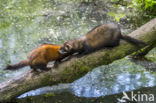 Bunzing (Mustela putorius)