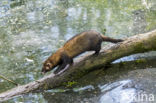 Bunzing (Mustela putorius)