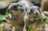 Zwartstaartprairiehond (Cynomys ludovicianus)