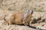 Zwartstaartprairiehond (Cynomys ludovicianus)