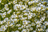 Akkerhoornbloem (Cerastium arvense)