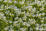 Viltige hoornbloem (Cerastium tomentosum)