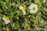 Groot zonneroosje (Helianthemum nummularium nummularium)