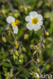 Groot zonneroosje (Helianthemum nummularium nummularium)