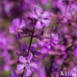 Rode pekanjer (Lychnis viscaria)