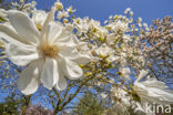 Stermagnolia (Magnolia stellata)