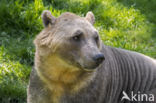 grizzly polar bear hybrid (Ursus maritimus × Ursus arctos)