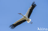 White Stork (Ciconia ciconia)