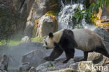 Giant Panda (Ailuropoda melanoleuca)