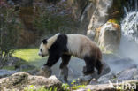 Giant Panda (Ailuropoda melanoleuca)