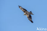 Black Kite (Milvus migrans)