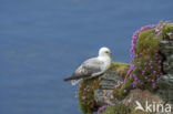 Noordse Stormvogel (Fulmarus glacialis)