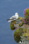 Noordse Stormvogel (Fulmarus glacialis)