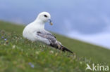 Noordse Stormvogel (Fulmarus glacialis)