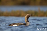 Arctic Loon