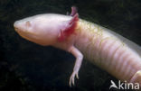 Axolotl (Ambystoma mexicanum)