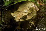 Malaysian horned frog (Megophrys nasuta)