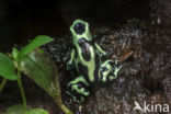 green and black poison frog (Dendrobates auratus)