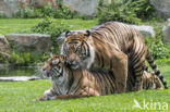 Sumatraanse tijger (Panthera tigris sumatrae)