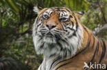 Sumatraanse tijger (Panthera tigris sumatrae)