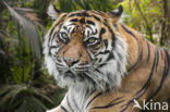 Sumatran Tiger (Panthera tigris sumatrae)