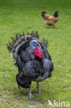 Kalkoen (Meleagris gallopavo)