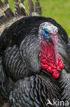 Wild Turkey (Meleagris gallopavo)