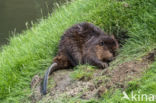 Europese bever (Castor fiber)