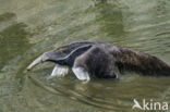 Reuzenmiereneter (Myrmecophaga tridactyla)