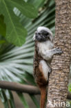 Cottontop tamarin