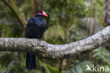 Violet Turaco (Musophaga violacea)