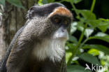 de Brazza s monkey (Cercopithecus neglectus)