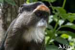 Brazzameerkat (Cercopithecus neglectus)