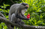 de Brazza s monkey (Cercopithecus neglectus)